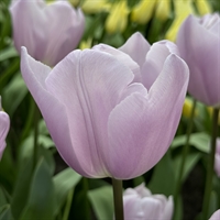 Tulipan Bleu Aimable 8 løg